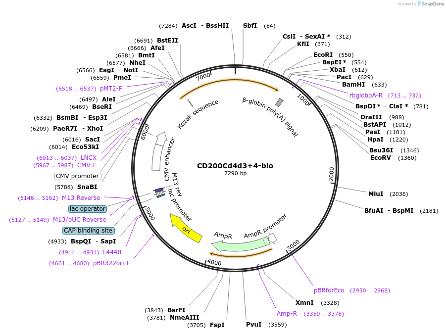32404-plasmid-map-sequence-id-37067