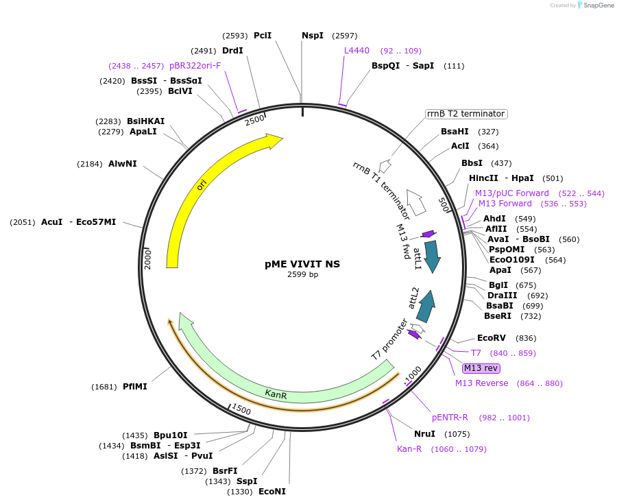 188699-plasmid-map-sequence-id-370675