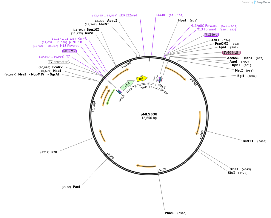 188881-plasmid-map-sequence-id-370681