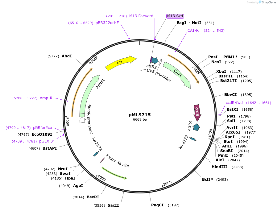 188887-plasmid-map-sequence-id-370685