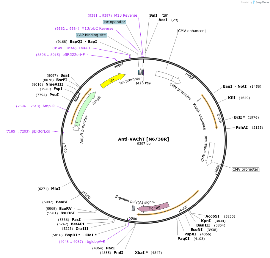 182117-plasmid-map-sequence-id-370701