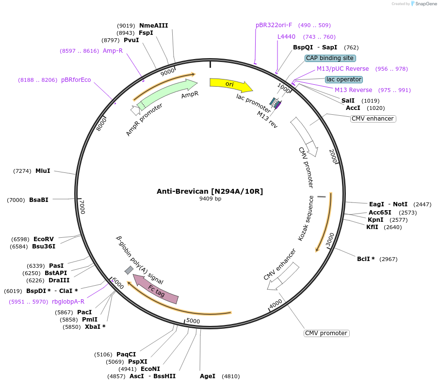 177528-plasmid-map-sequence-id-370702