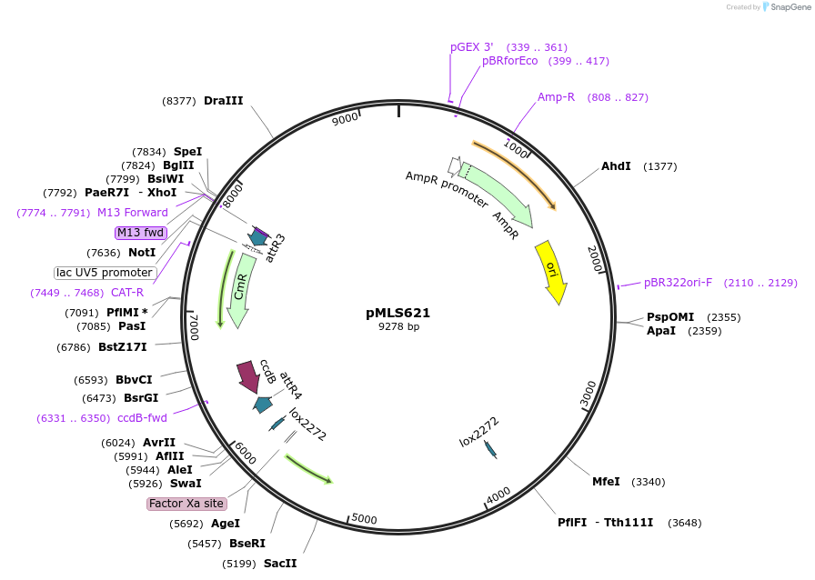 188893-plasmid-map-sequence-id-370711