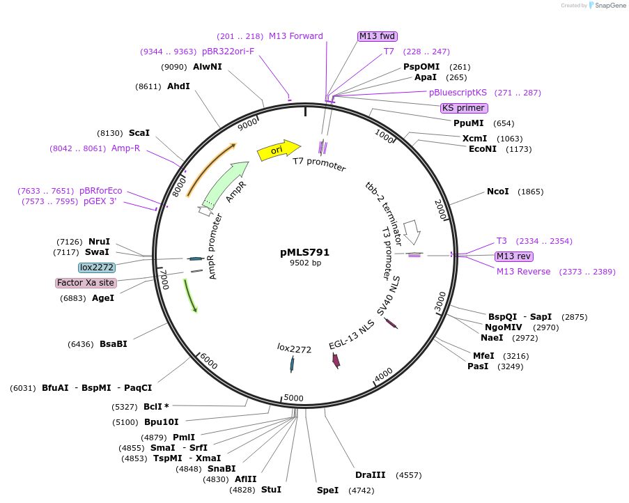 188889-plasmid-map-sequence-id-370713