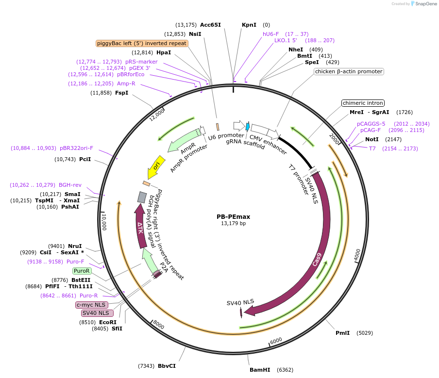 187893-plasmid-map-sequence-id-370734
