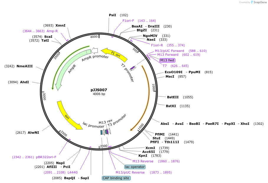 188330-plasmid-map-sequence-id-370746