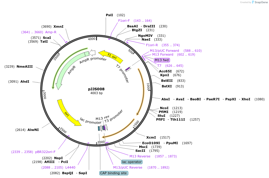 188331-plasmid-map-sequence-id-370747