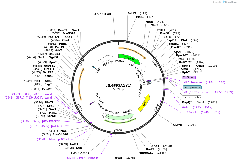 185851-plasmid-map-sequence-id-370760