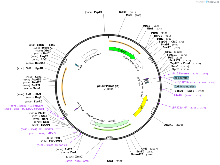 185852-plasmid-map-sequence-id-370761