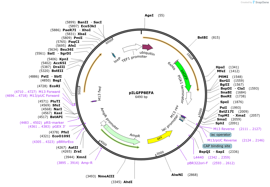 185854-plasmid-map-sequence-id-370766