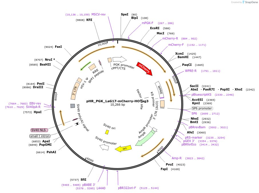 190024-plasmid-map-sequence-id-370768