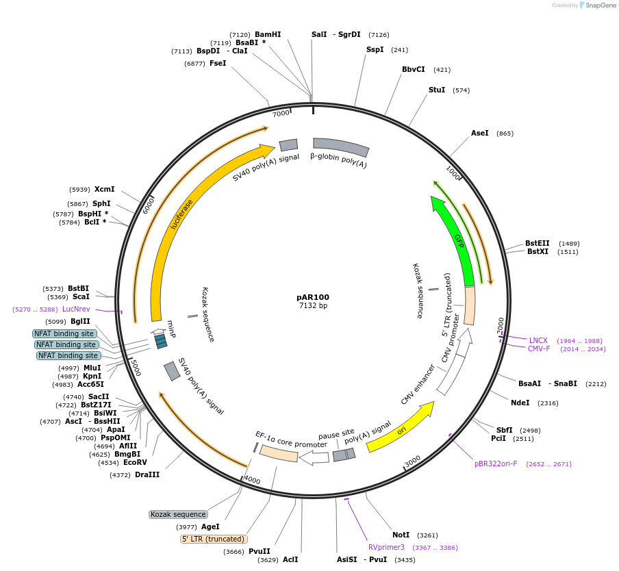 180377-plasmid-map-sequence-id-370772