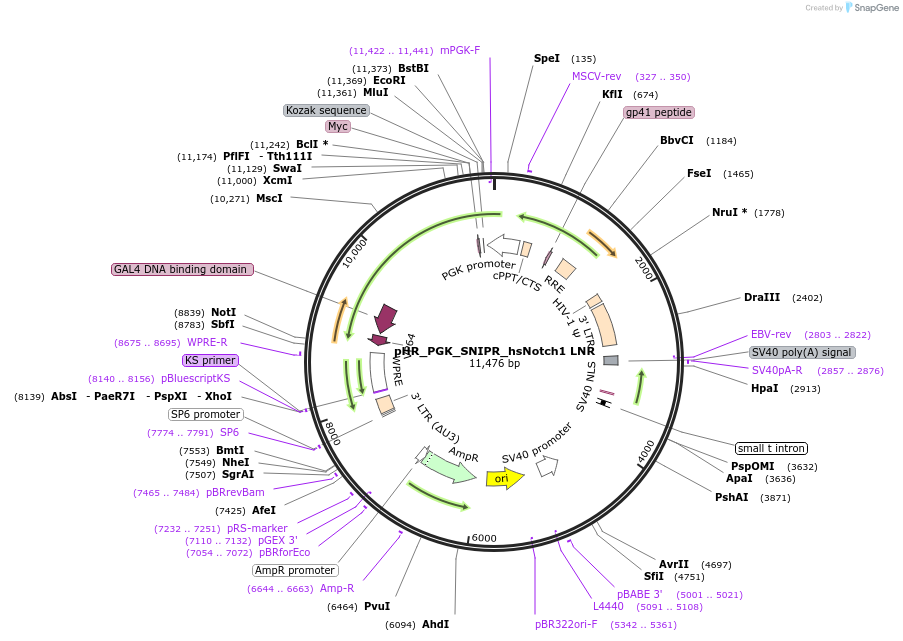 188336-plasmid-map-sequence-id-370775