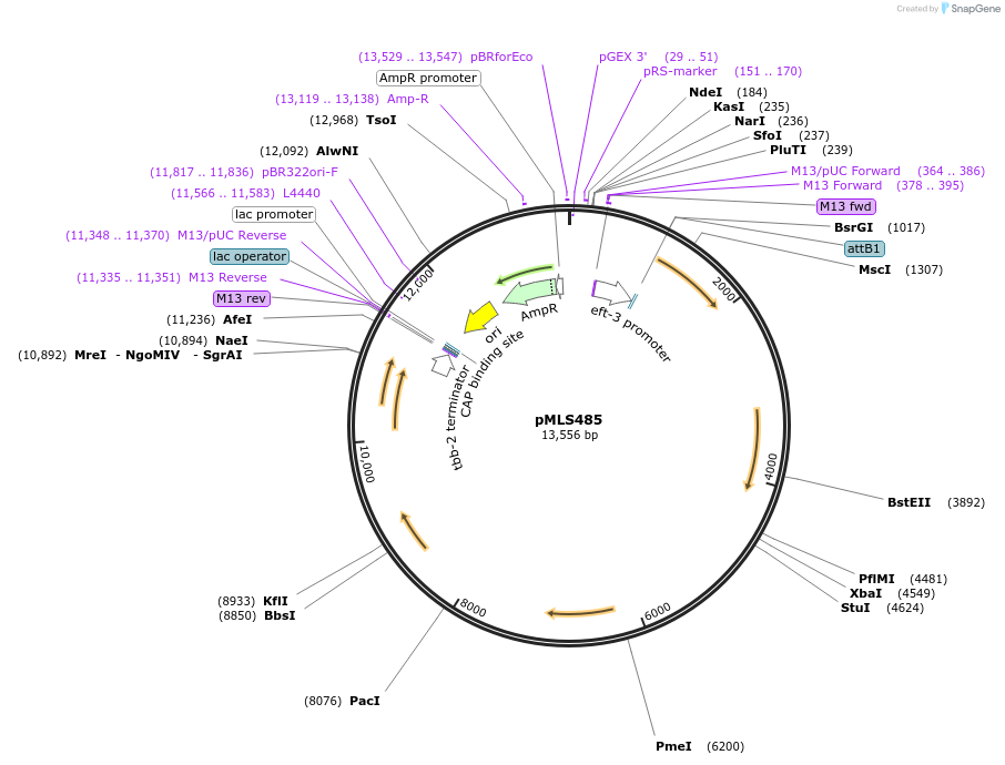 188890-plasmid-map-sequence-id-370777