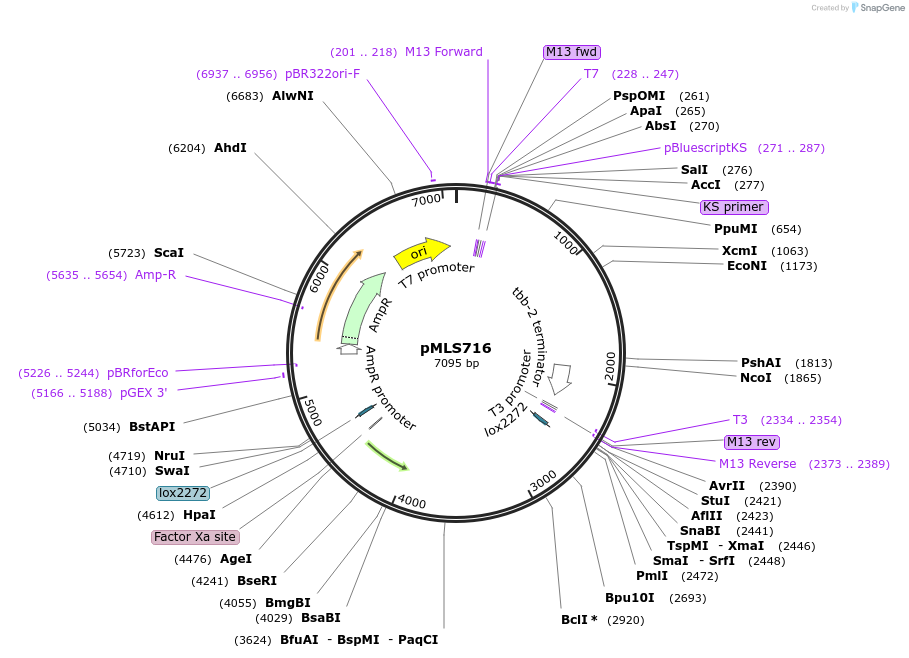188888-plasmid-map-sequence-id-370784