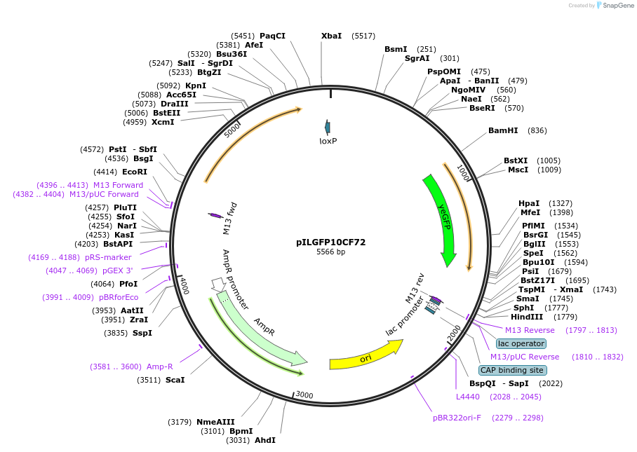 185857-plasmid-map-sequence-id-370796