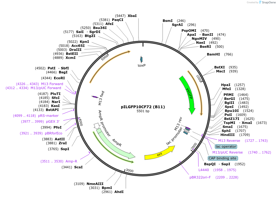 185859-plasmid-map-sequence-id-370798