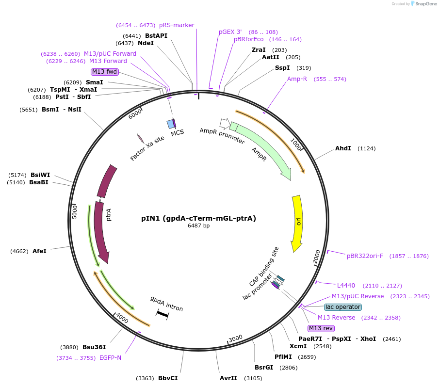 188735-plasmid-map-sequence-id-370804
