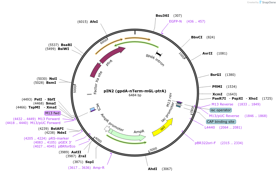 188736-plasmid-map-sequence-id-370805