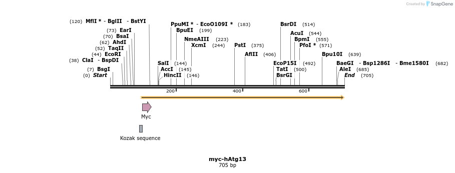 37081_map