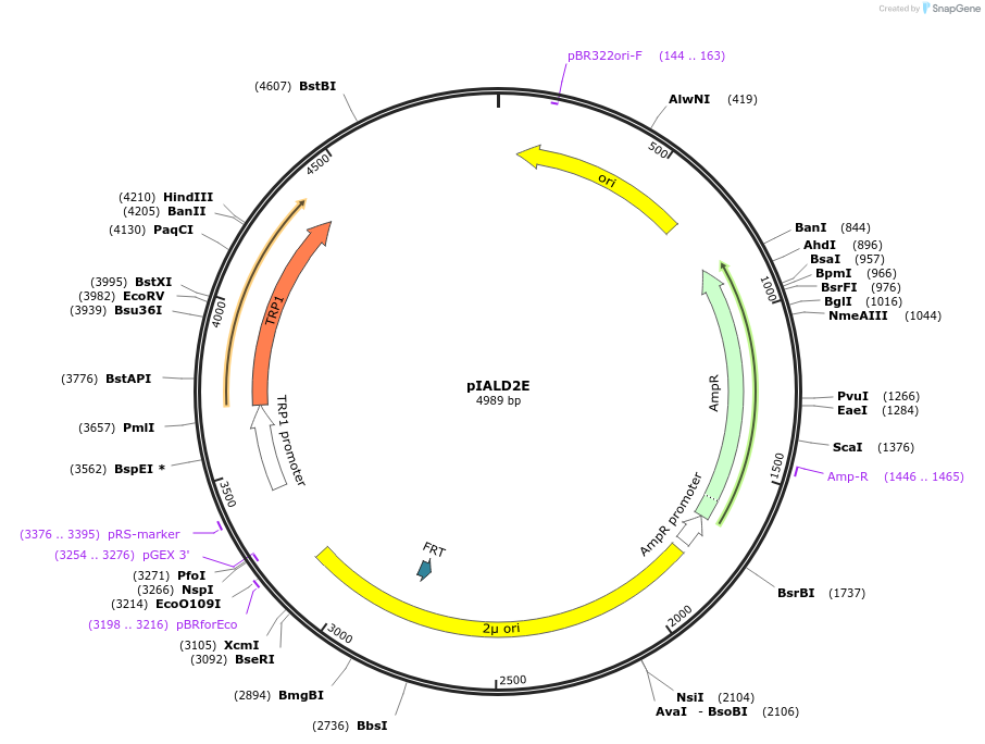 185866-plasmid-map-sequence-id-370810
