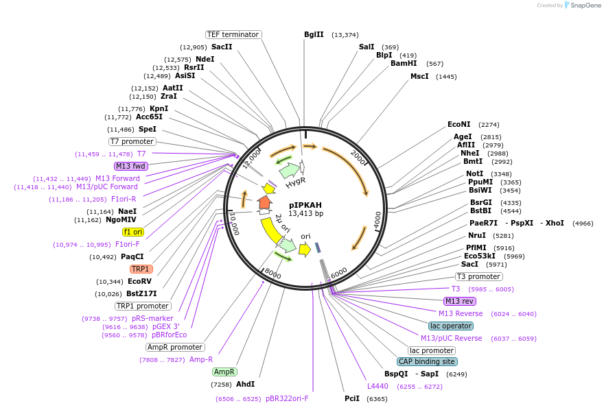 185869-plasmid-map-sequence-id-370814
