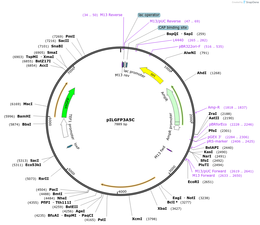 185872-plasmid-map-sequence-id-370816