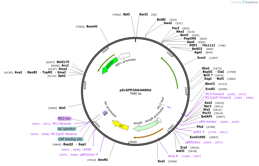 185876-plasmid-map-sequence-id-370819