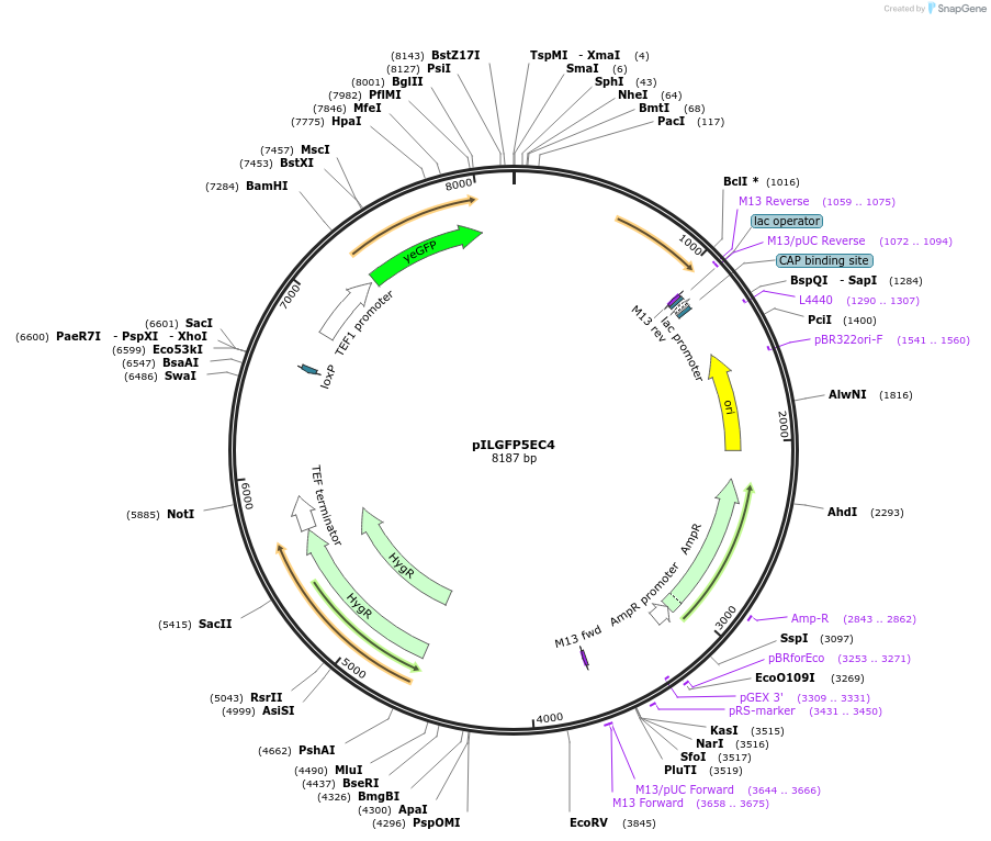 185880-plasmid-map-sequence-id-370826