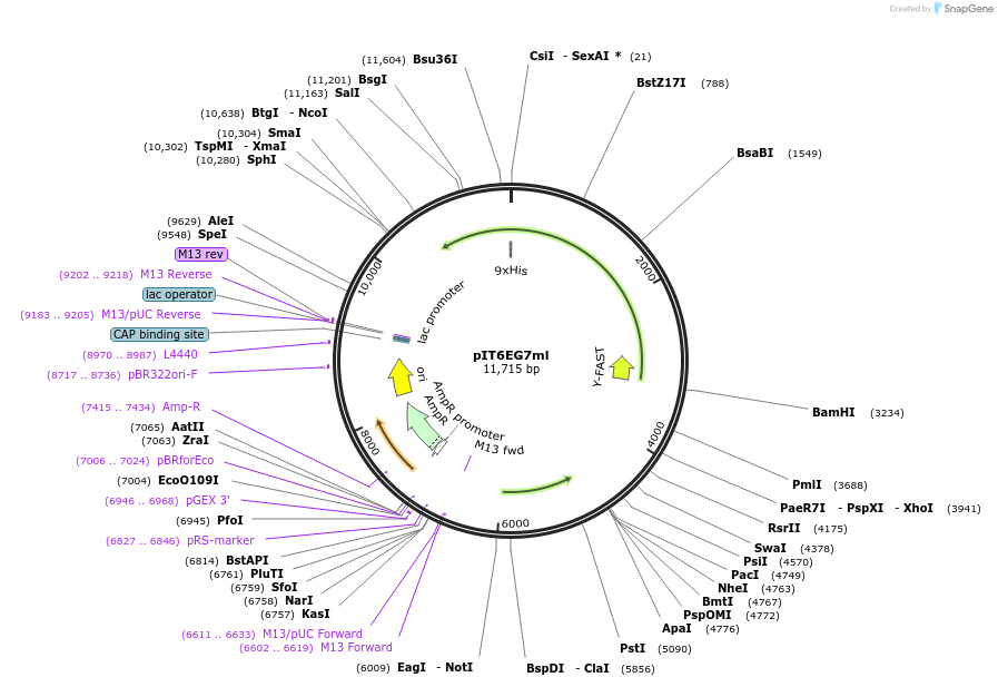 185886-plasmid-map-sequence-id-370835