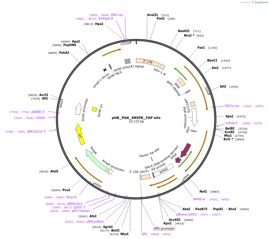 188350-plasmid-map-sequence-id-370837