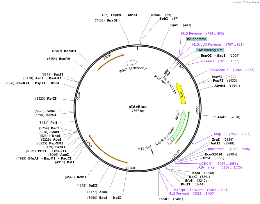 185891-plasmid-map-sequence-id-370863
