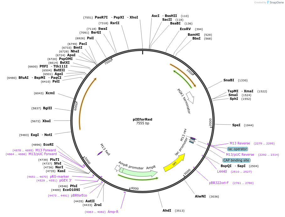 185892-plasmid-map-sequence-id-370865