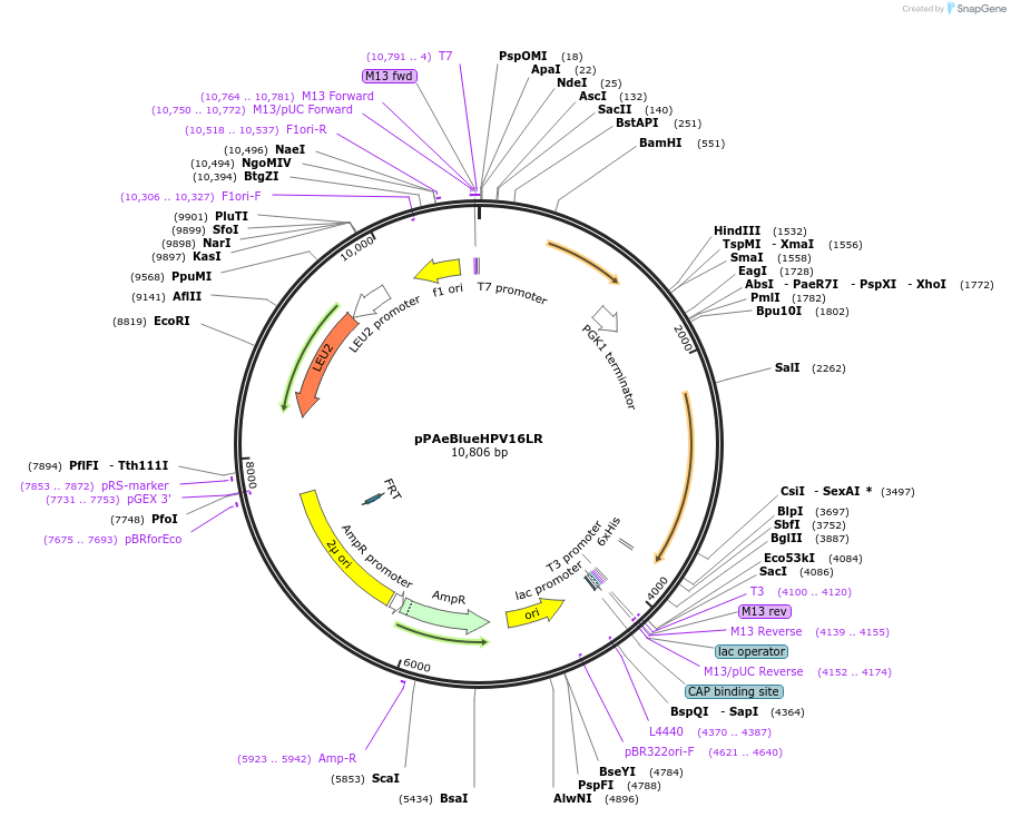 185893-plasmid-map-sequence-id-370866