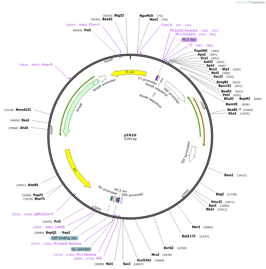 188783-plasmid-map-sequence-id-370899