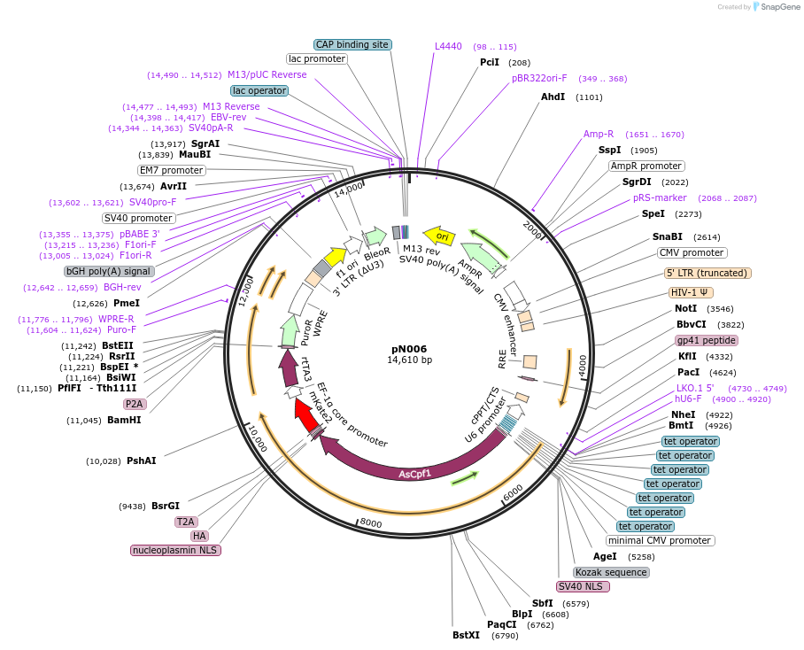 188470-plasmid-map-sequence-id-370968