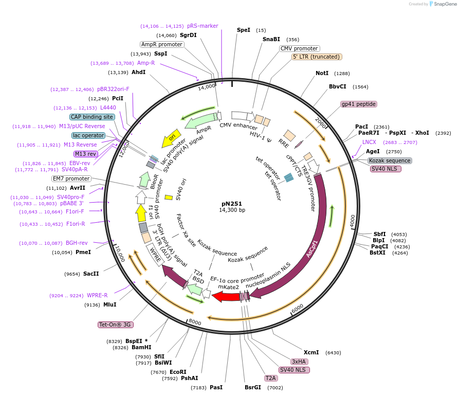 188471-plasmid-map-sequence-id-370973