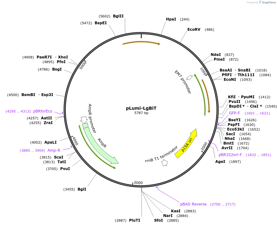 188319-plasmid-map-sequence-id-370974