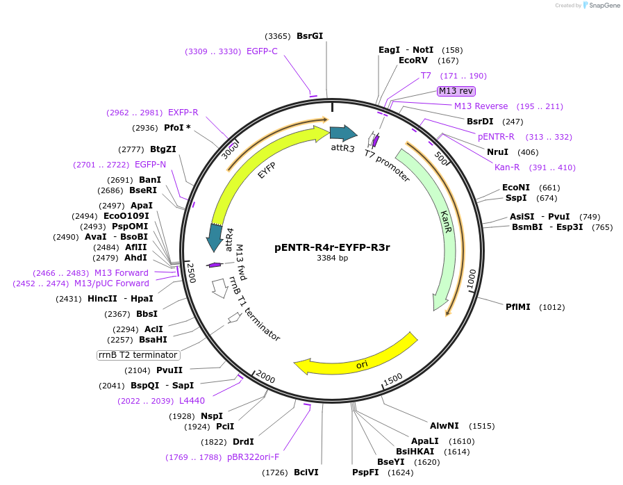 32412-plasmid-map-sequence-id-37100