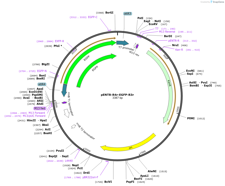 32413-plasmid-map-sequence-id-37101