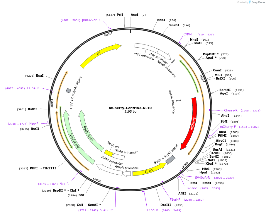 55018-plasmid-map-sequence-id-371039