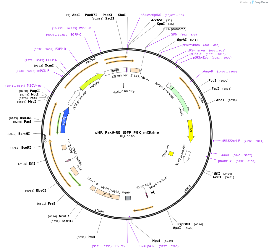 188388-plasmid-map-sequence-id-371043