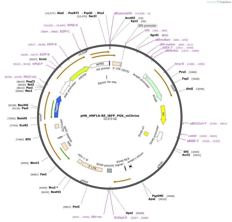 188387-plasmid-map-sequence-id-371048