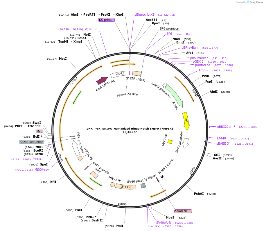 188384-plasmid-map-sequence-id-371052