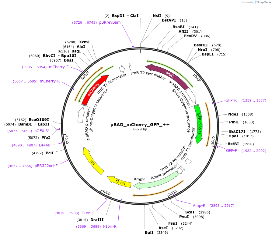 187389-plasmid-map-sequence-id-371118