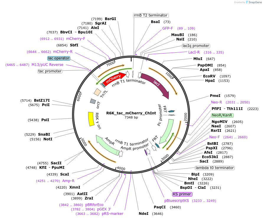 187382-plasmid-map-sequence-id-371124