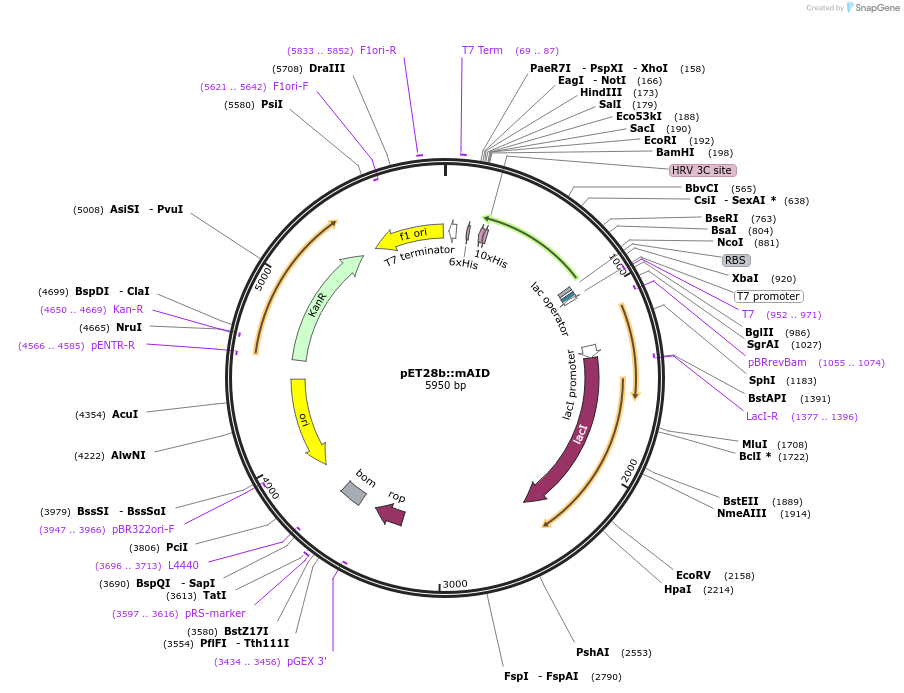15923-plasmid-map-sequence-id-371136