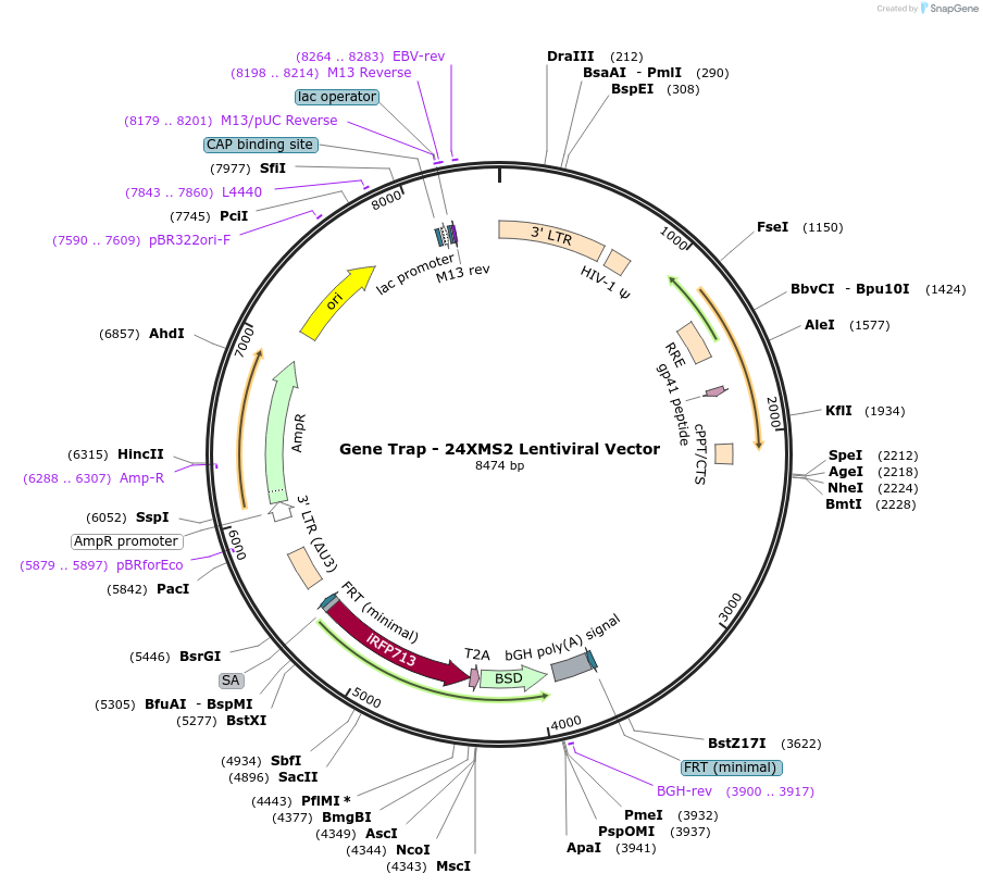 174198-plasmid-map-sequence-id-371140