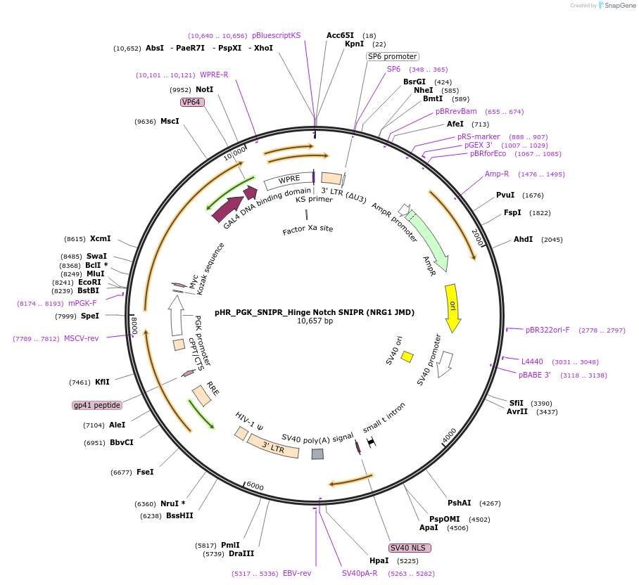 188379-plasmid-map-sequence-id-371142