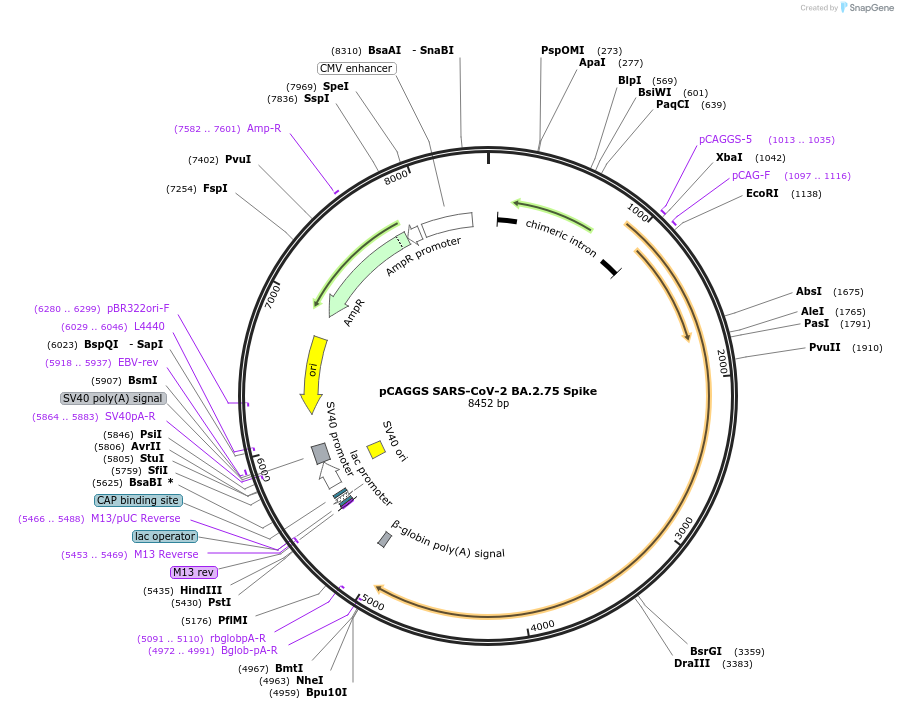 190012-plasmid-map-sequence-id-371147